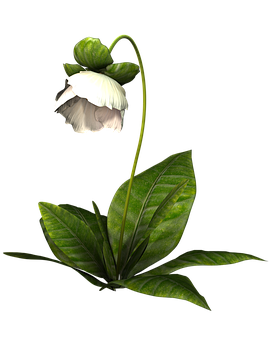 Elegant White Flower Against Black Background PNG Image