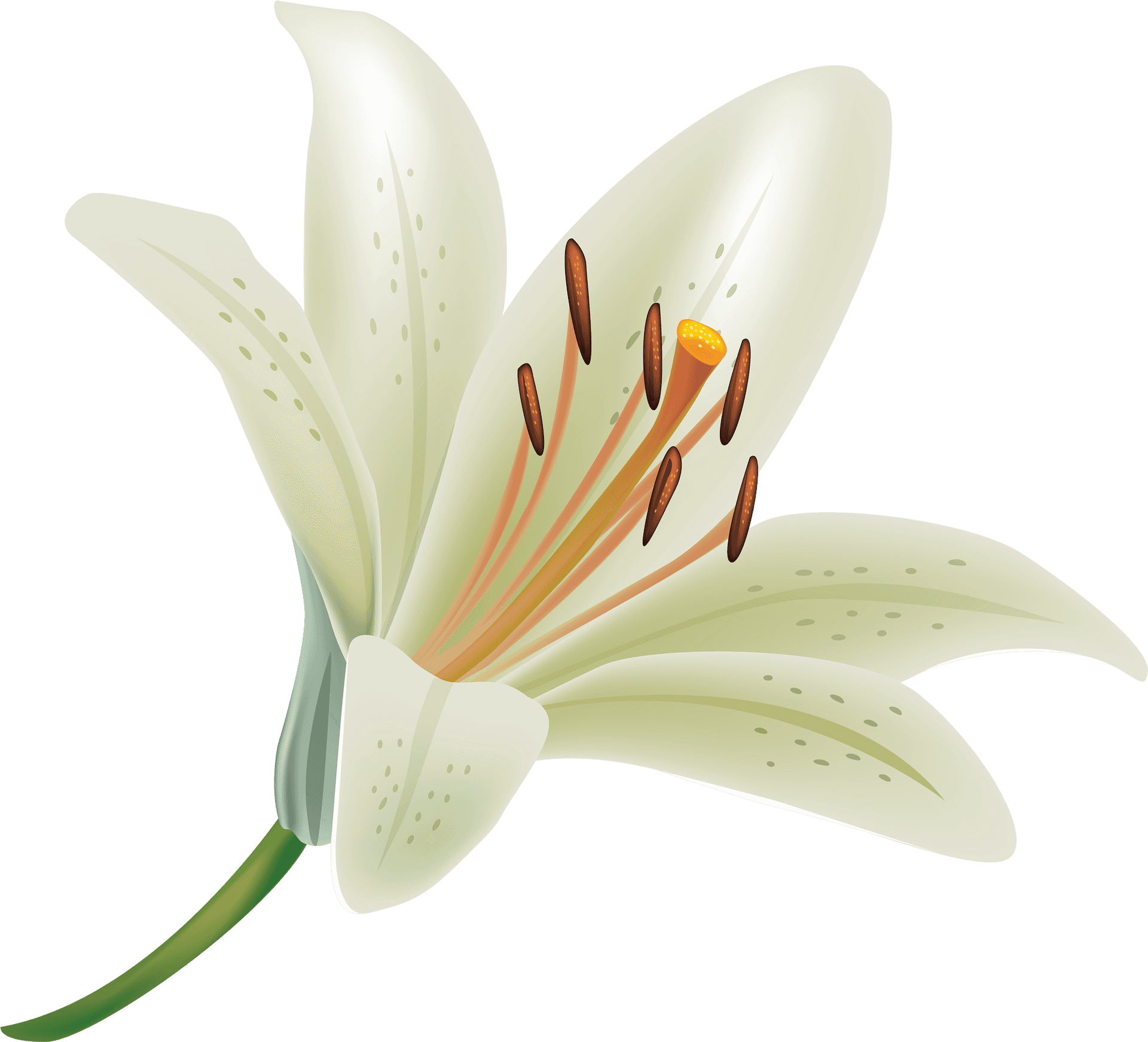 Elegant White Lily Vector PNG Image