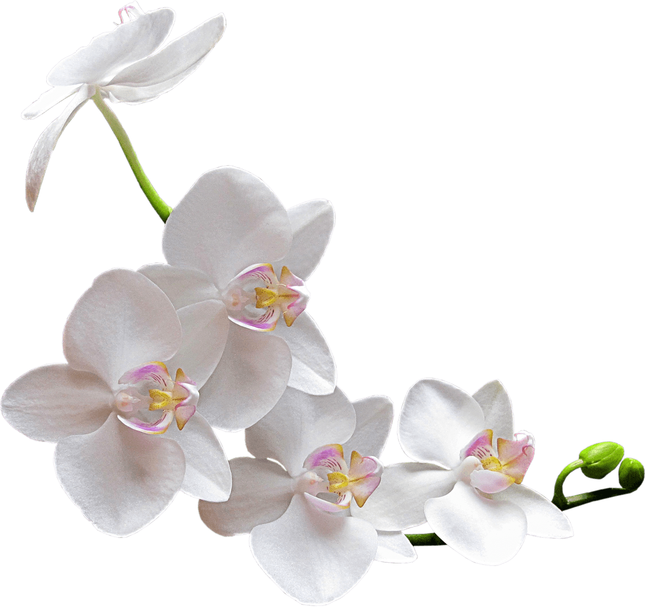 Elegant_ White_ Orchid_ Branch.png PNG Image