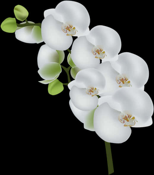 Elegant White Orchids PNG Image