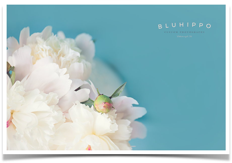 Elegant White Peonies Photography PNG Image