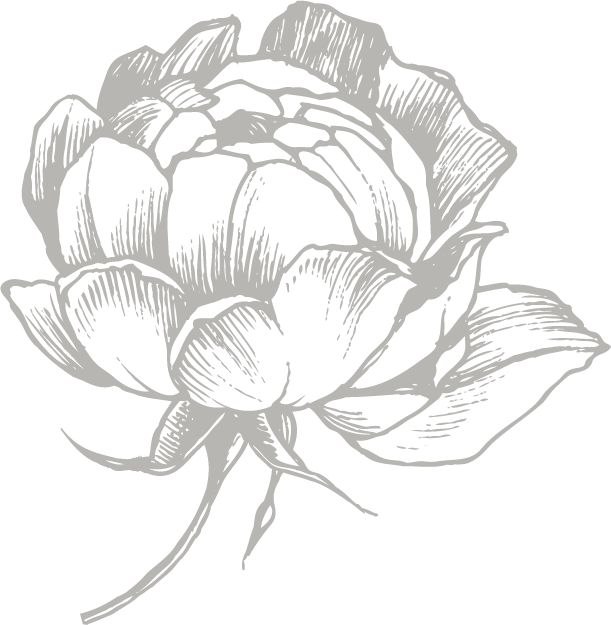 Elegant White Peony Sketch PNG Image