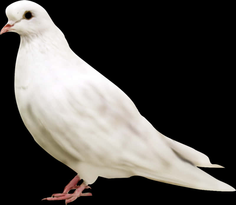 Elegant White Pigeon Profile PNG Image