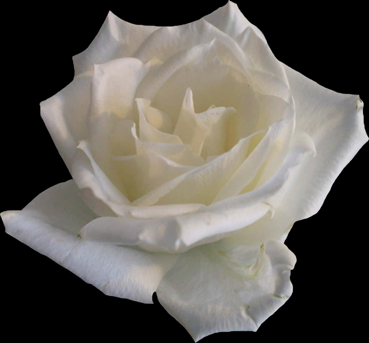 Elegant White Rose Black Background PNG Image