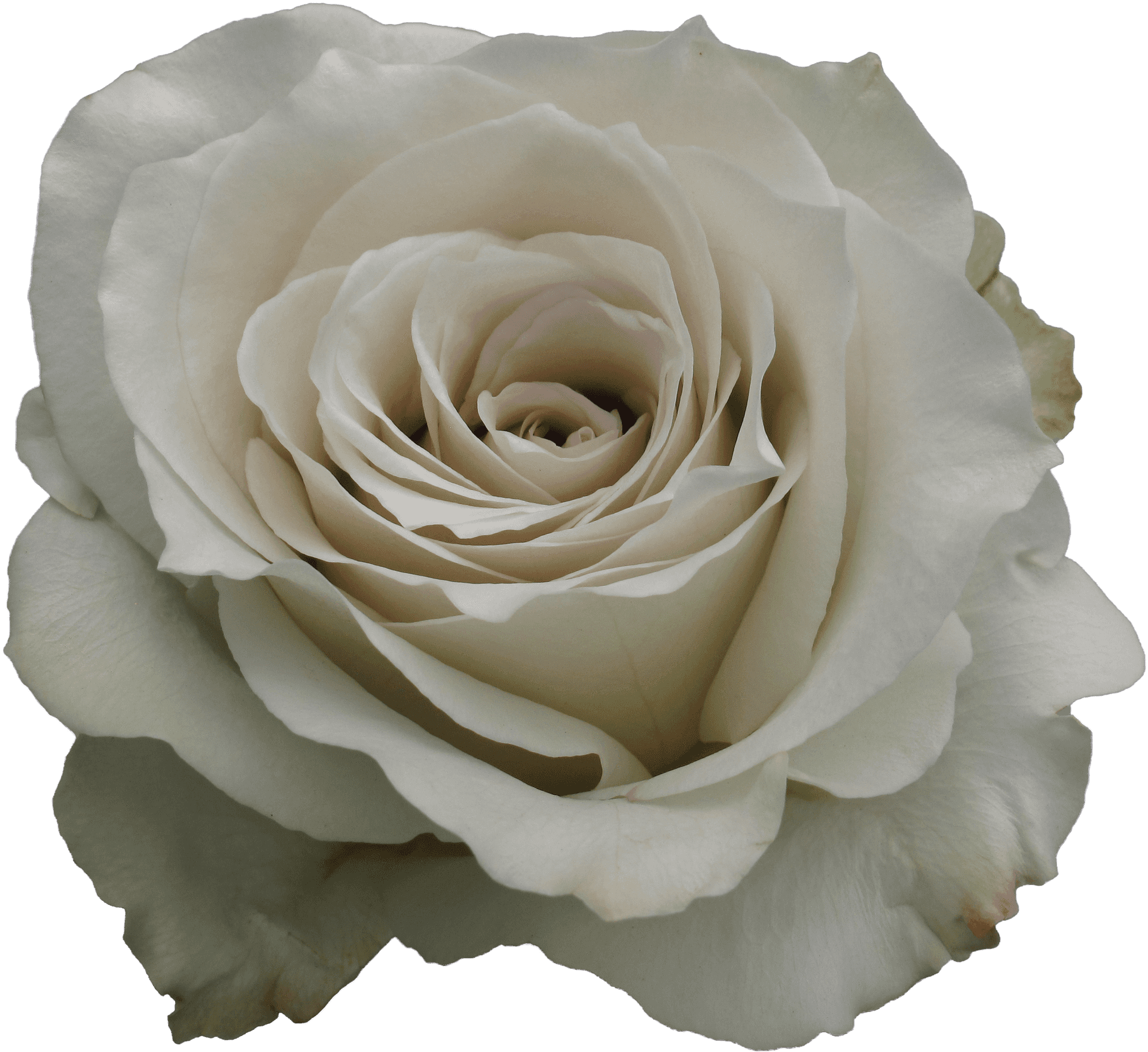 Elegant White Rose Closeup.png PNG Image