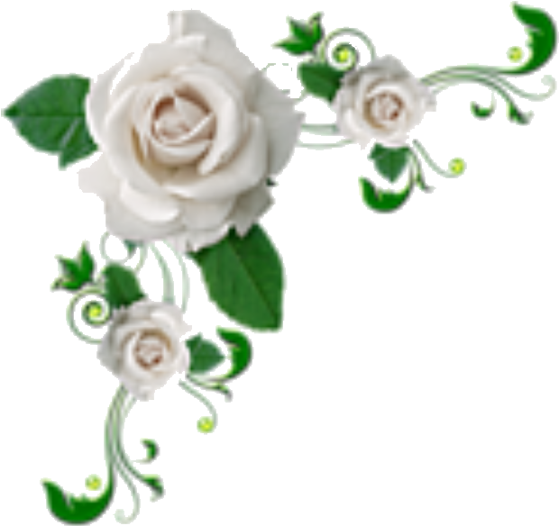 Elegant White Rose Corner Design PNG Image