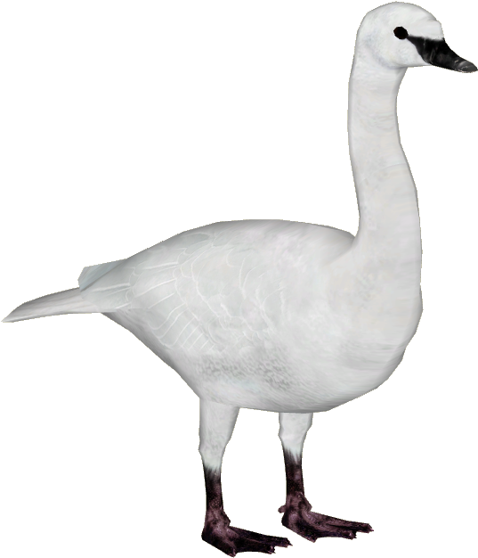 Elegant White Swan Standing PNG Image