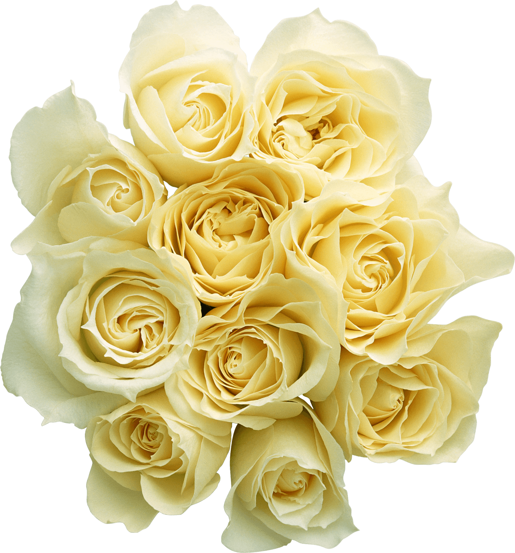 Elegant_ Yellow_ Roses_ Bouquet PNG Image