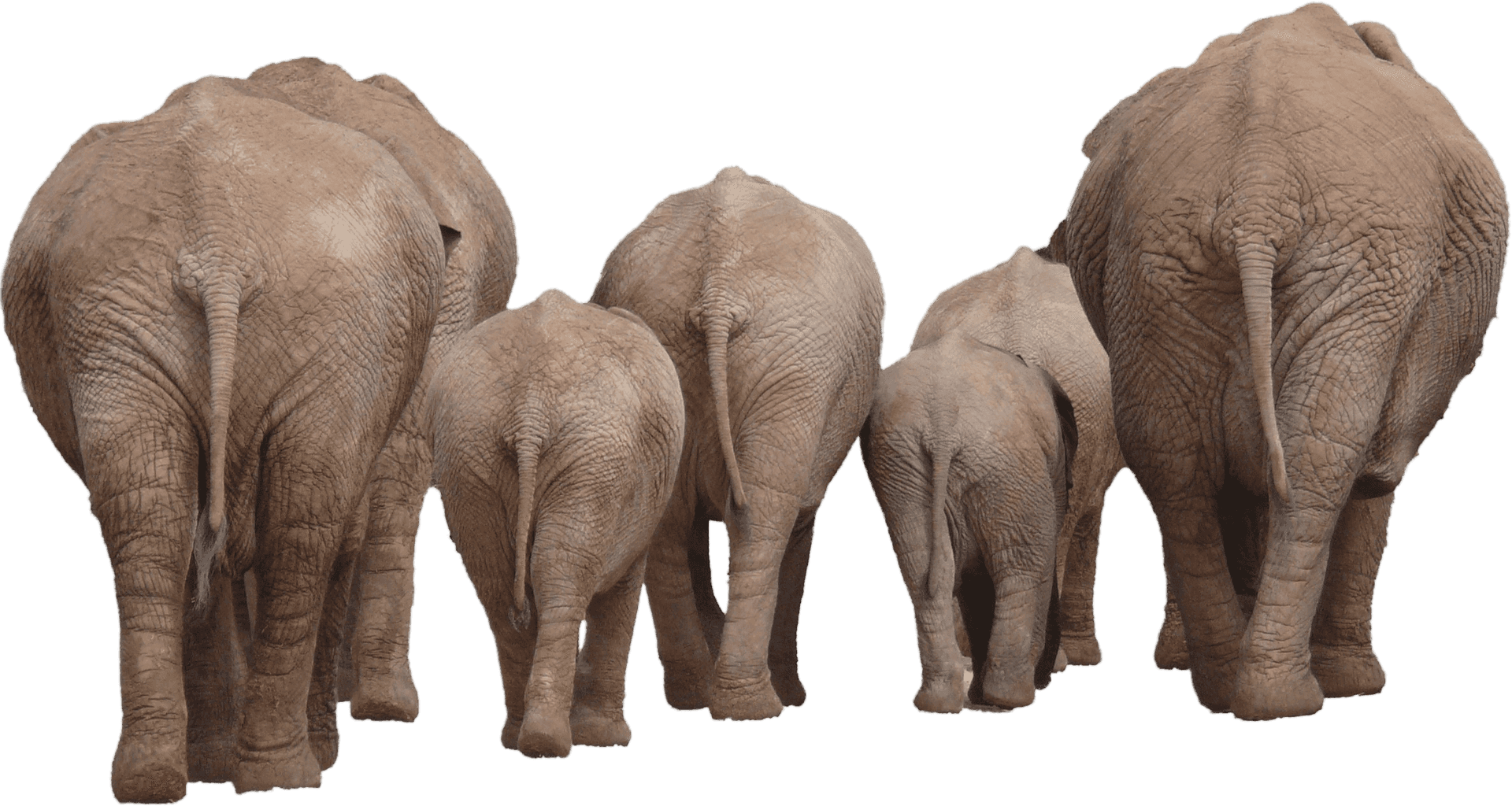 Elephant Family Walking Away PNG Image