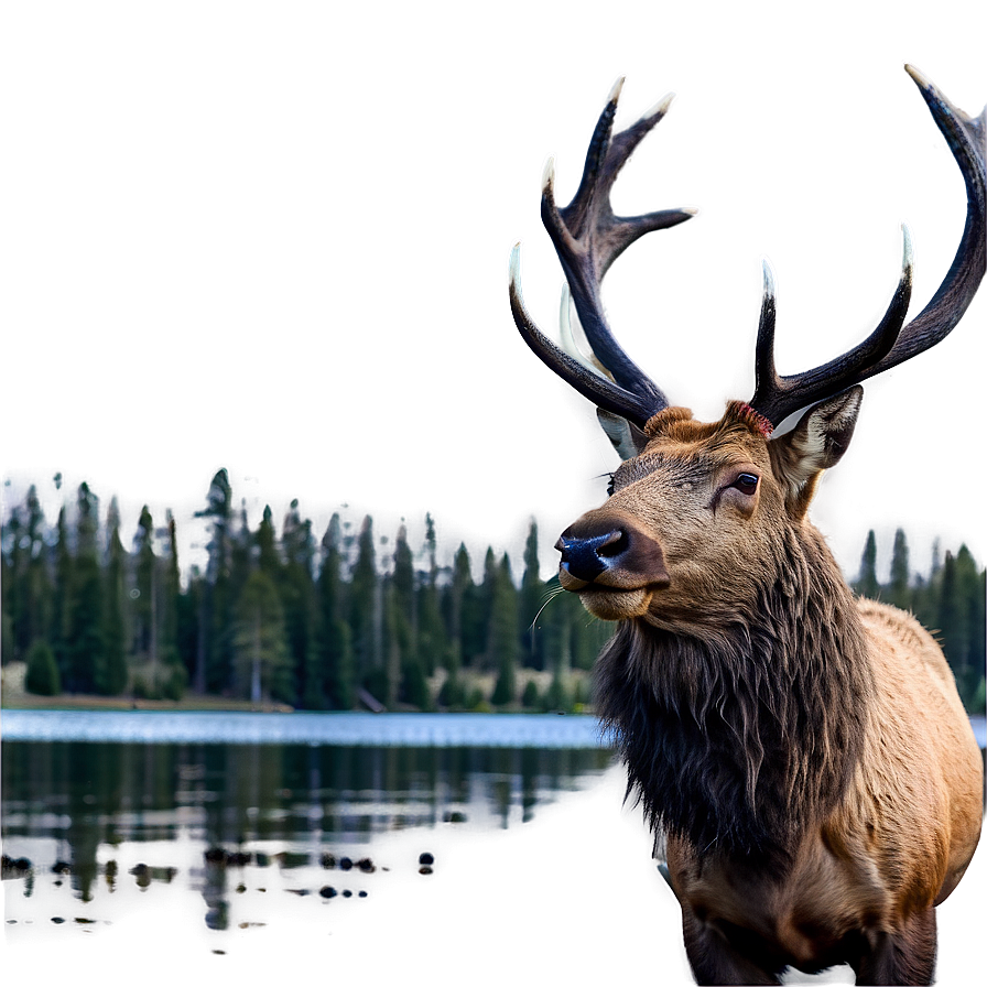 Elk By The Lake Png Gfx46 PNG Image