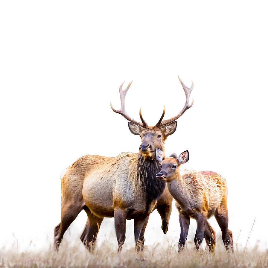 Elk Family Png Xrh PNG Image