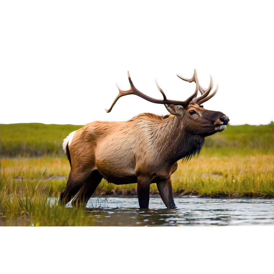 Elk Feeding Png Ghn PNG Image