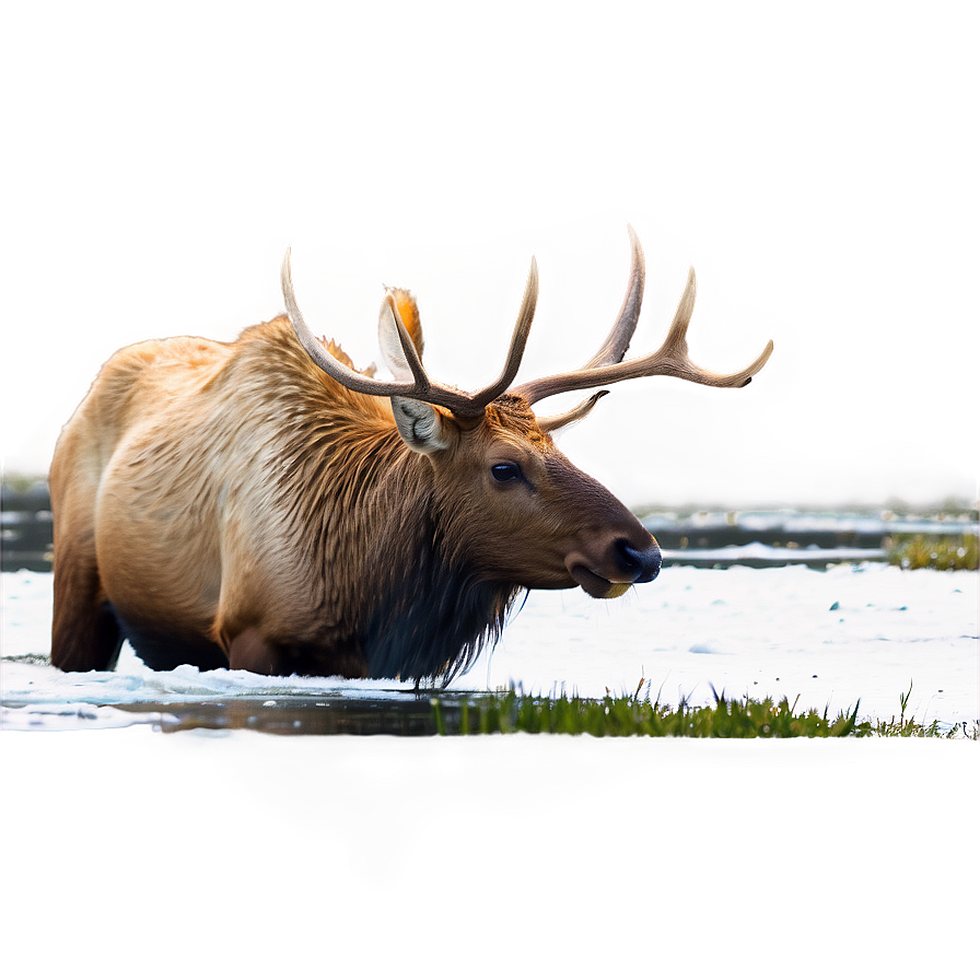 Elk Feeding Png Jtb48 PNG Image