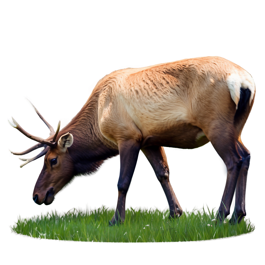 Elk Grazing Png 91 PNG Image