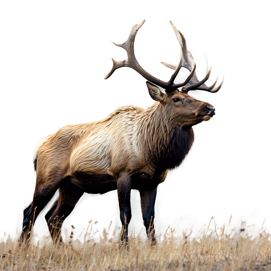 Elk Habitat Png Jhx36 PNG Image