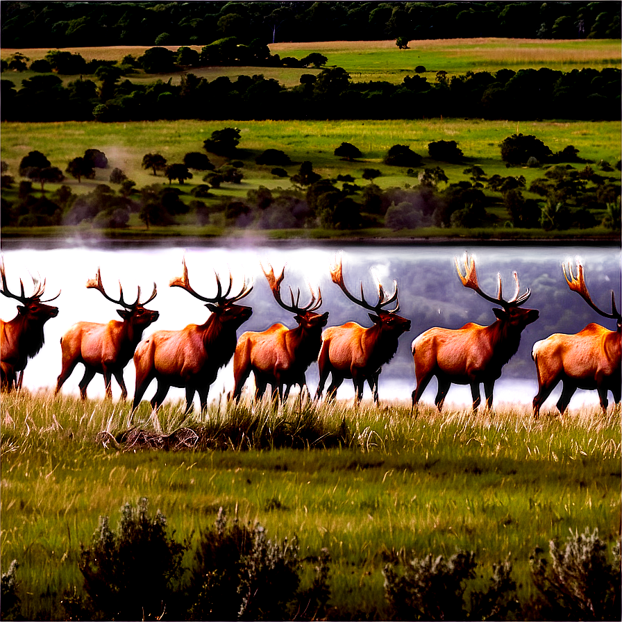 Elk Herd Png 86 PNG Image