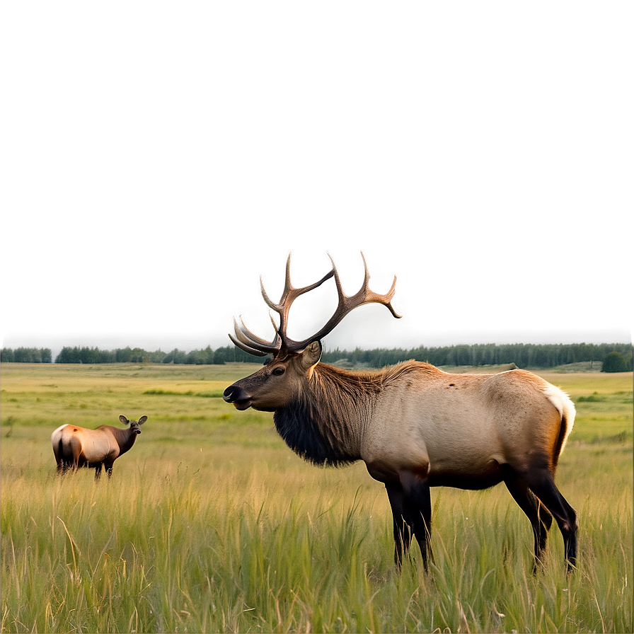 Elk In Meadow Png 05242024 PNG Image