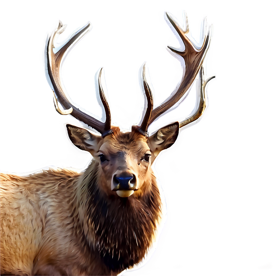 Elk In Nature Png 05242024 PNG Image