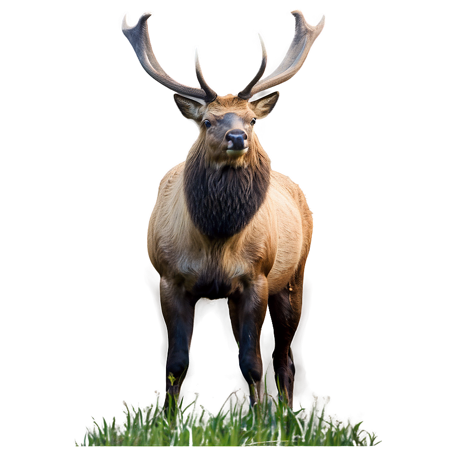 Elk In Nature Png 05242024 PNG Image