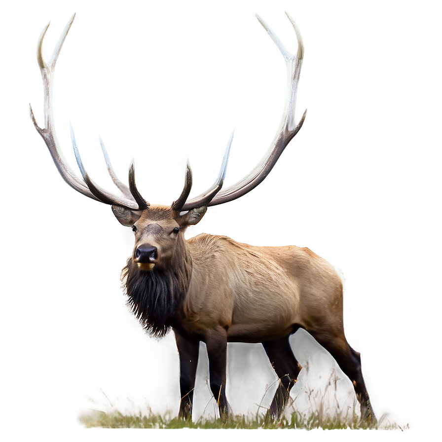 Elk In Nature Png Nxr PNG Image