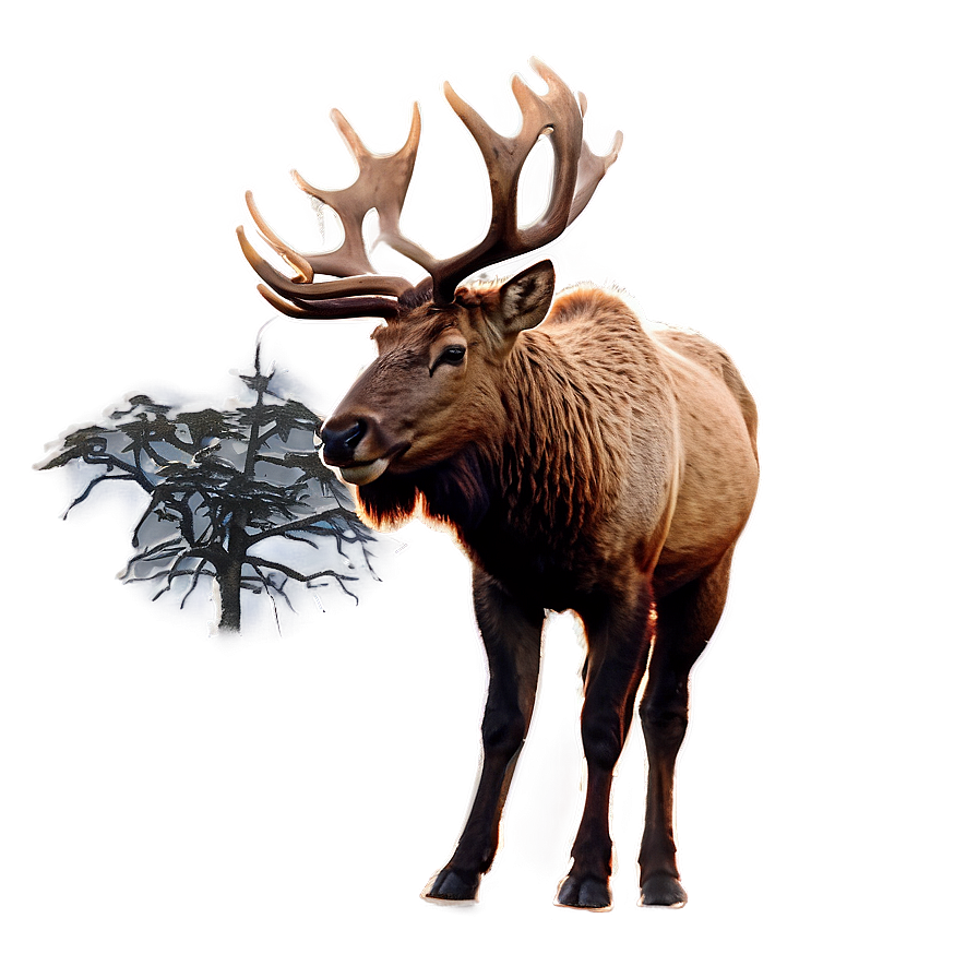 Elk In Sunset Png Ets PNG Image