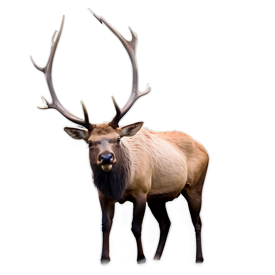 Elk In The Wild Png 89 PNG Image