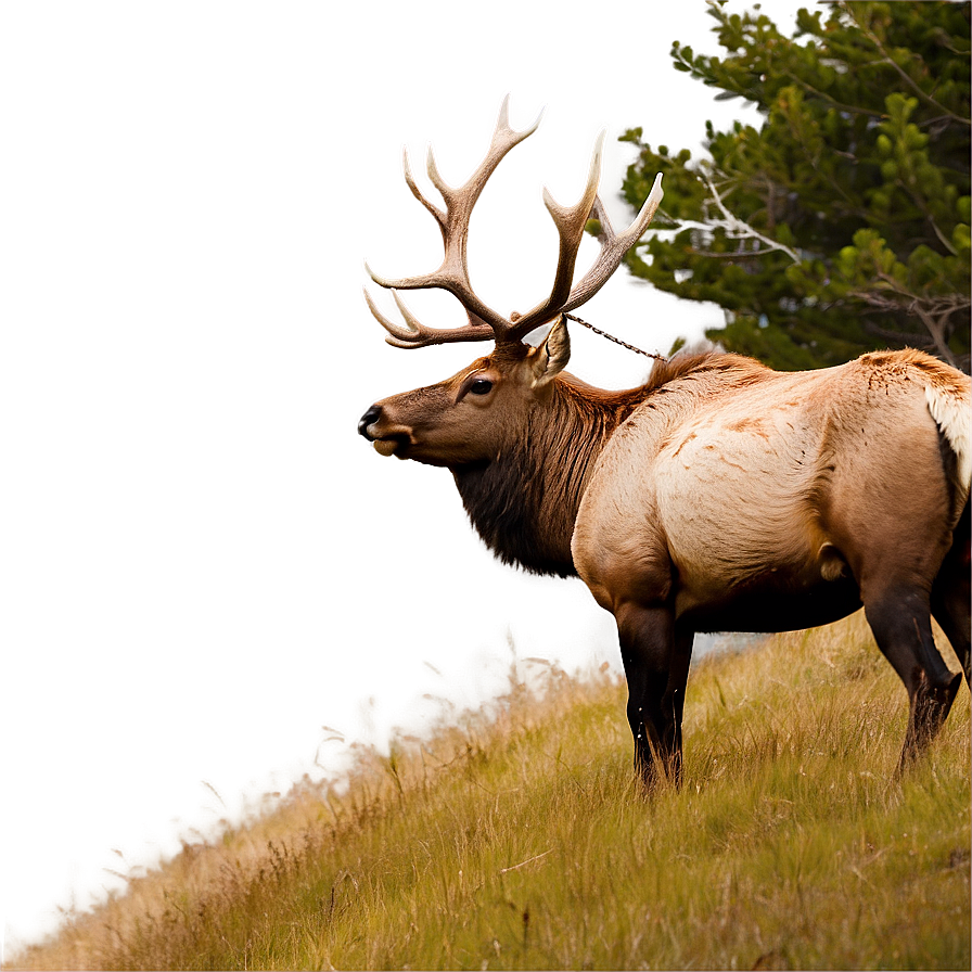 Elk Roaming Png 93 PNG Image