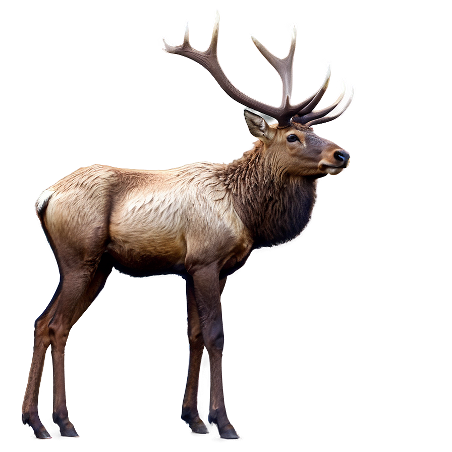 Elk Stance Png Eoh PNG Image