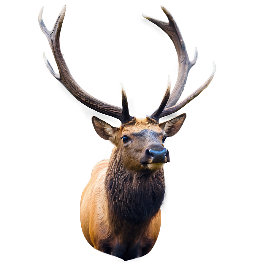 Elk Wildlife Png 43 PNG Image