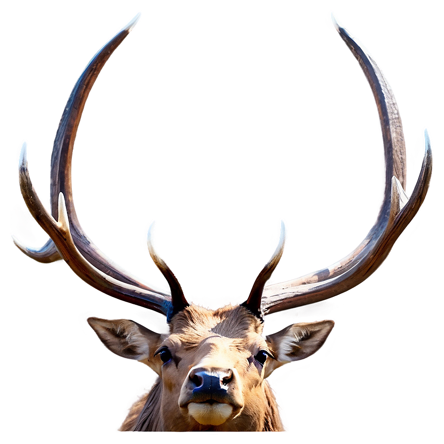 Elk Wildlife Png Kog PNG Image