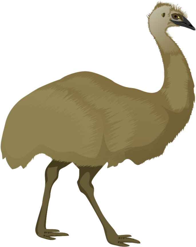 Emu Illustration Profile View PNG Image