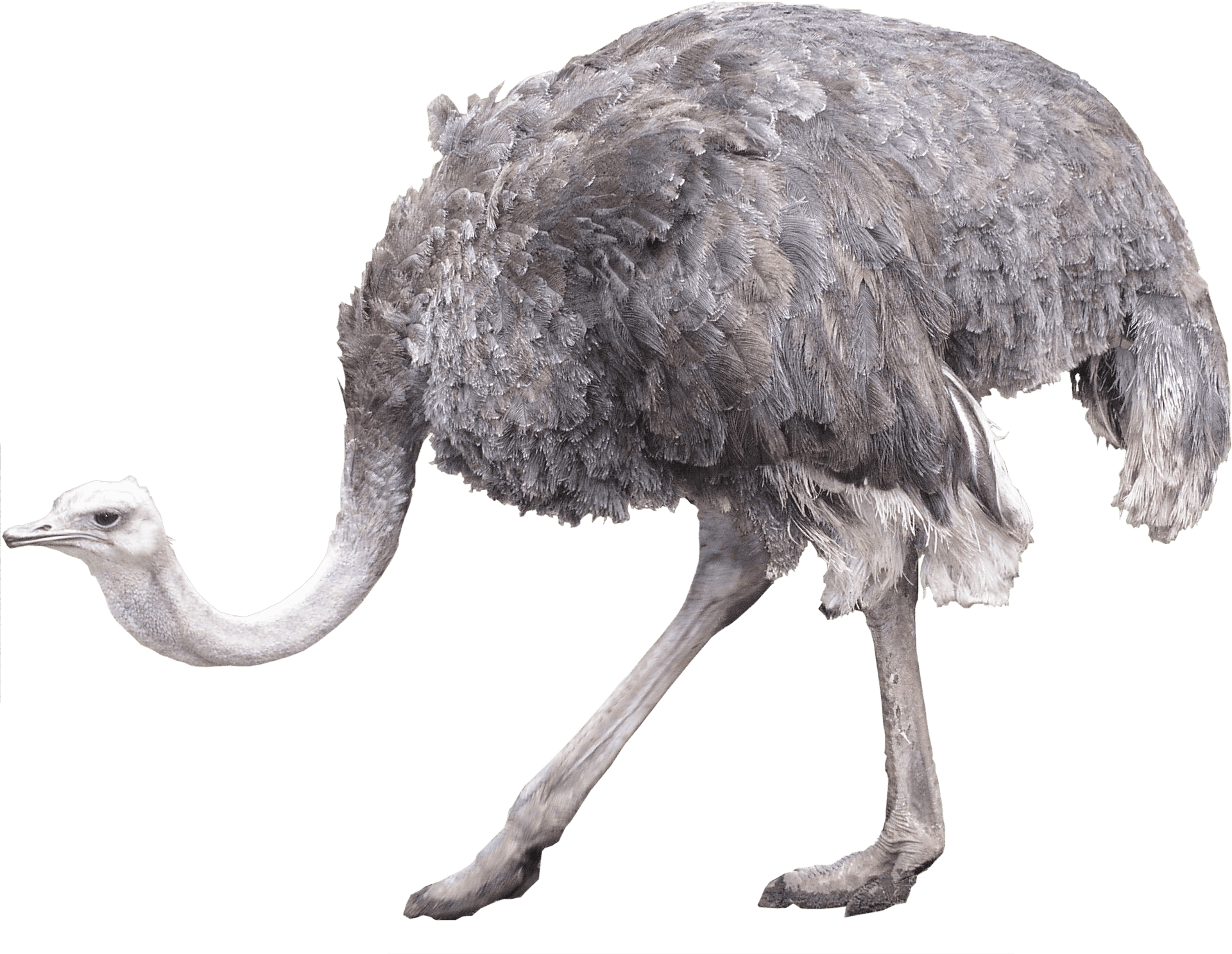 Emu Side View Profile PNG Image