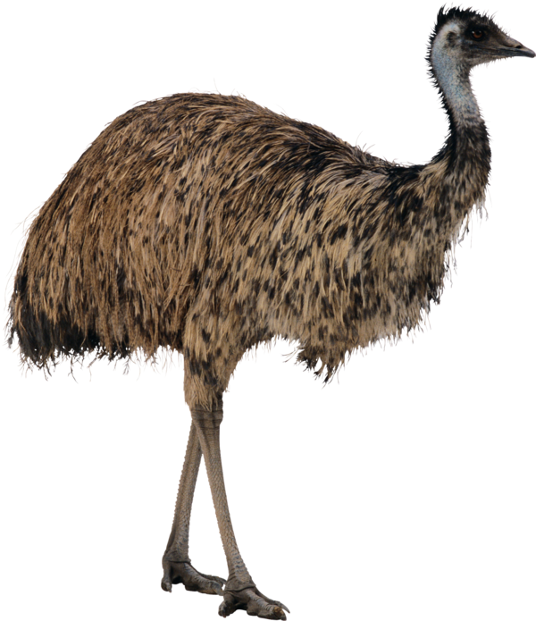 Emu Standing Side View PNG Image