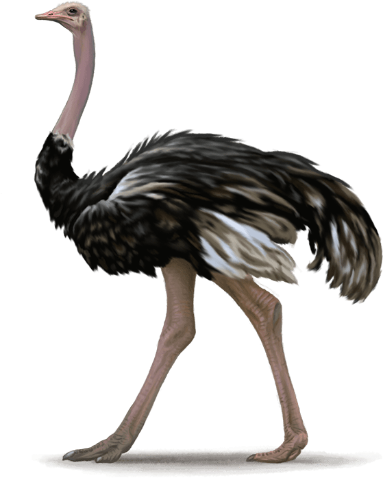 Emu Striding Profile PNG Image