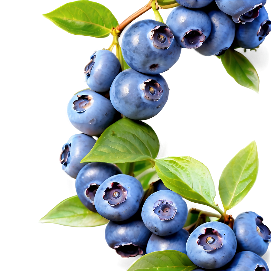 Enchanting Blueberry Bliss Png 05212024 PNG Image