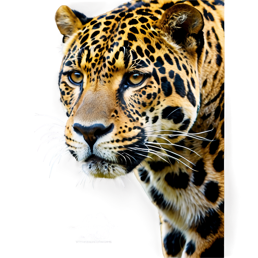 Endangered Jaguar Png Dtk PNG Image