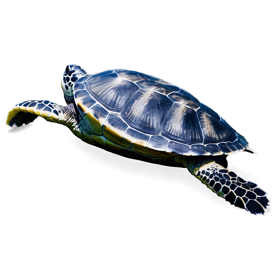 Endangered Sea Turtle Species Png Cds40 PNG Image