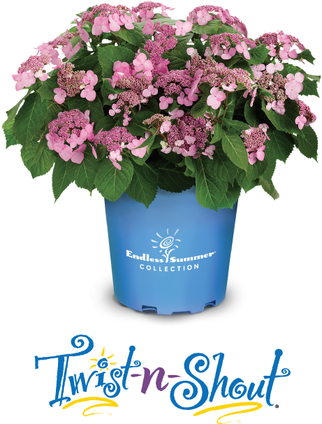 Endless Summer Twistn Shout Hydrangea PNG Image