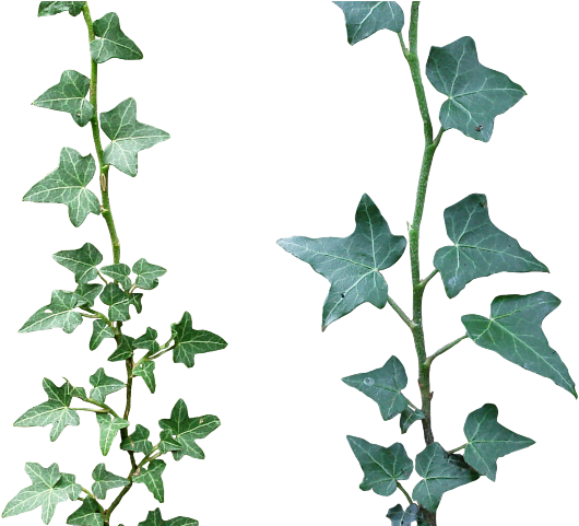 English Ivy Stems Transparent Background PNG Image