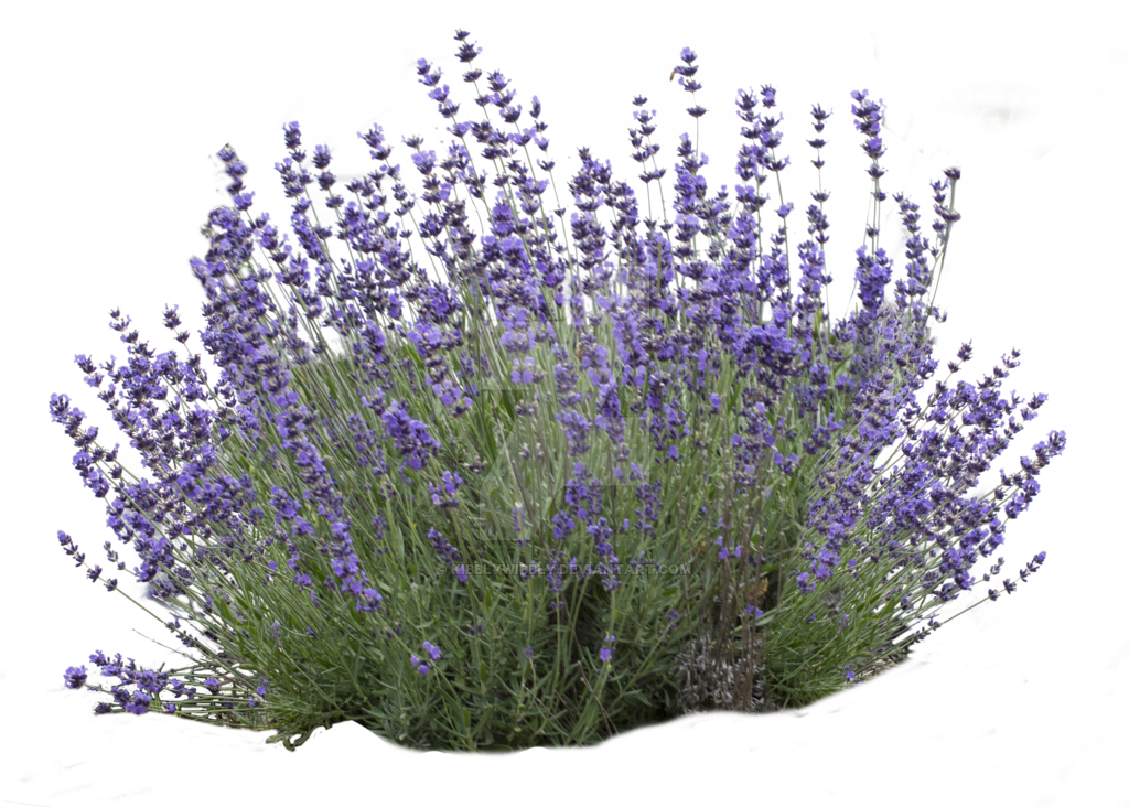 English Lavender Bloom Cluster PNG Image