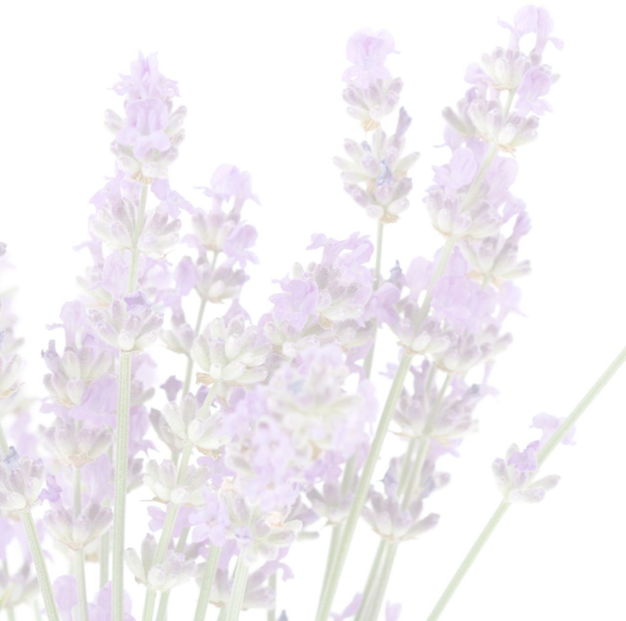 English Lavender Blooms PNG Image