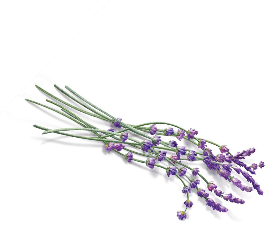 English Lavender Bouquet PNG Image