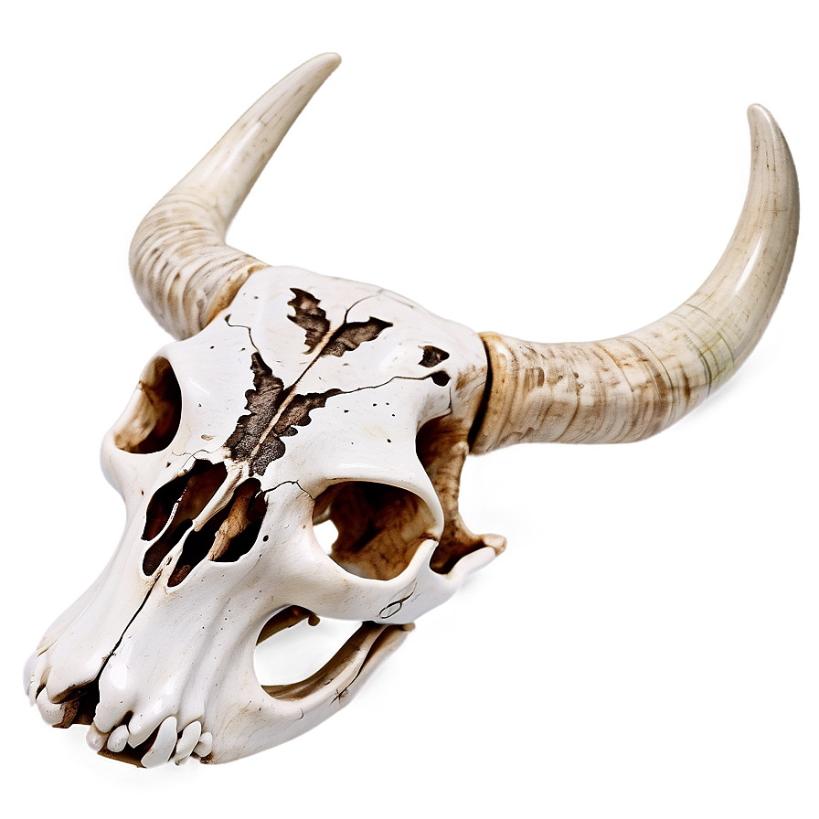 Engraved Cow Skull Image Png Csg PNG Image