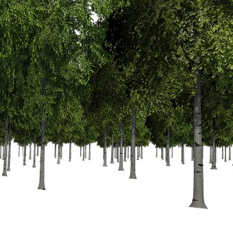 Enigmatic Birch Forest Night PNG Image