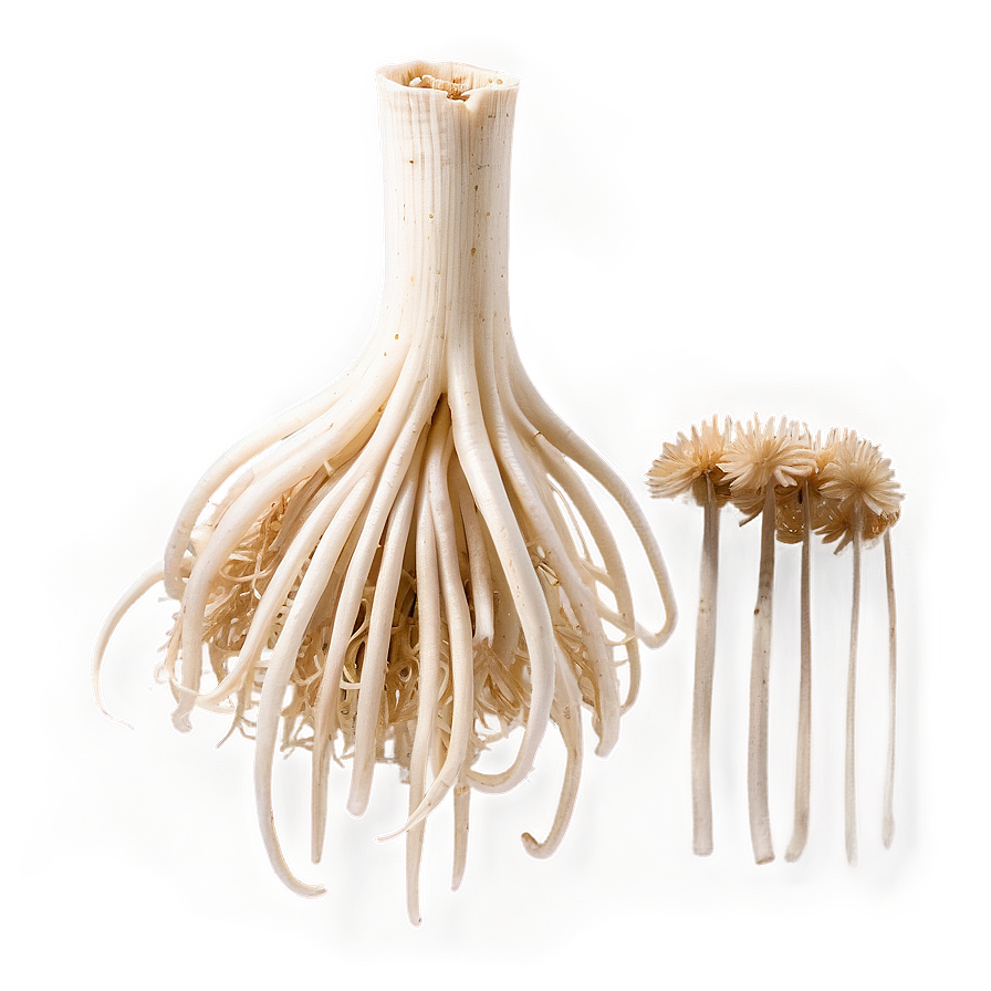 Enoki Mushrooms Png 05242024 PNG Image