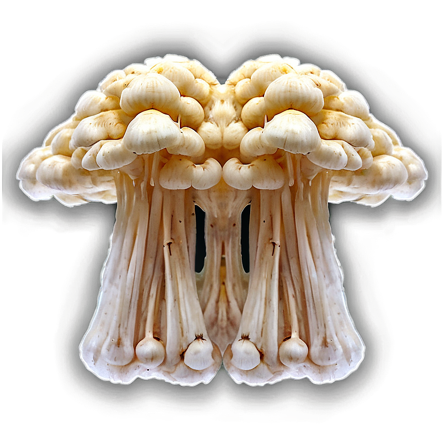 Enoki Mushrooms Png Jyj PNG Image