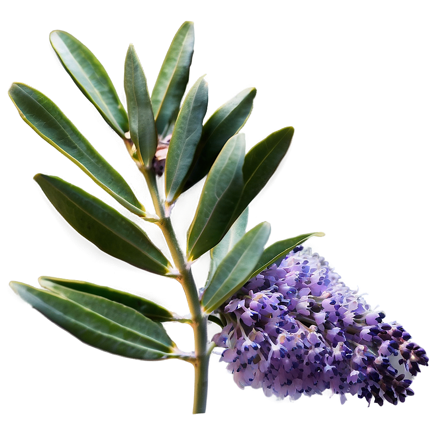 Eucalyptus And Lavender Png 05242024 PNG Image