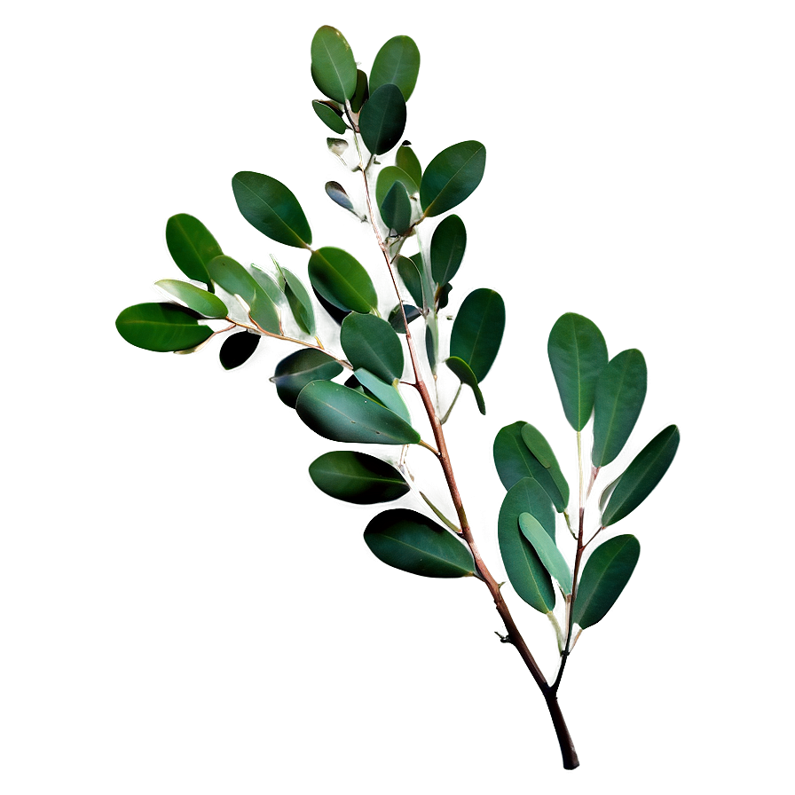 Eucalyptus Branch Png 68 PNG Image