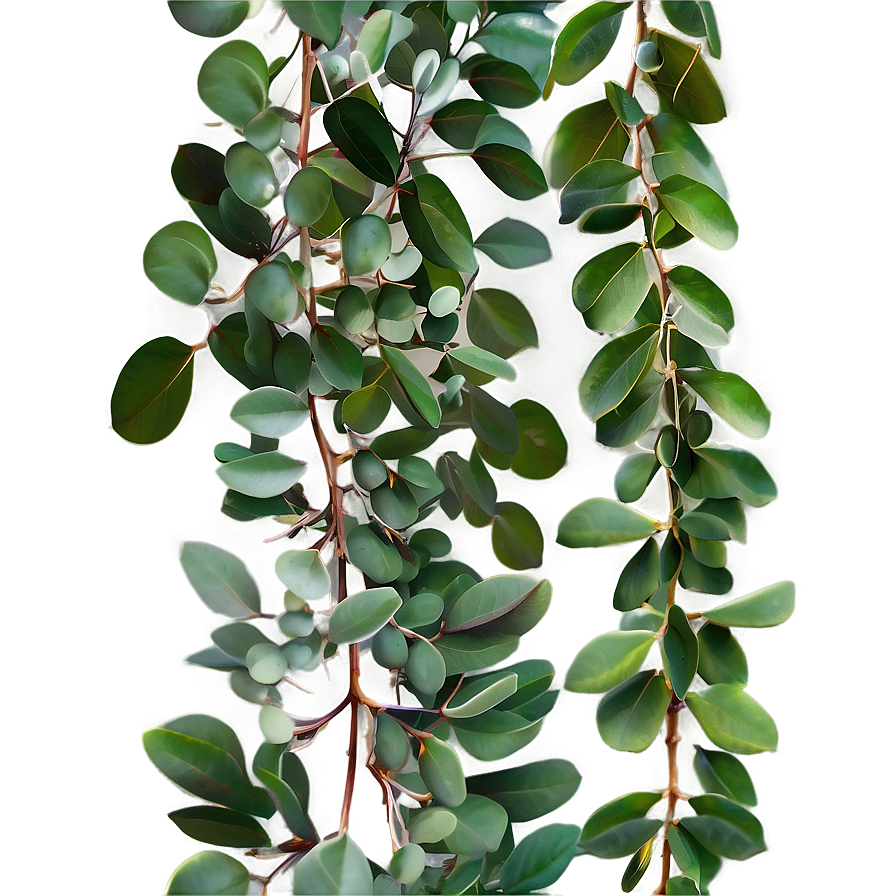 Eucalyptus Garland Png 06272024 PNG Image