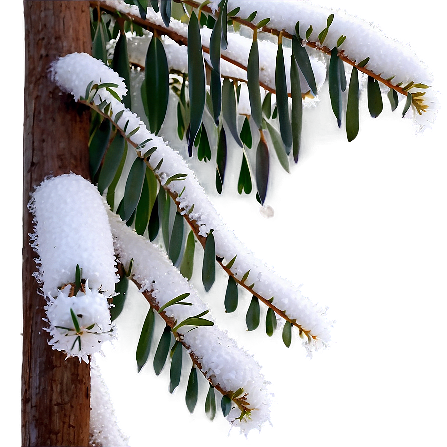 Eucalyptus In Snow Png Bho PNG Image